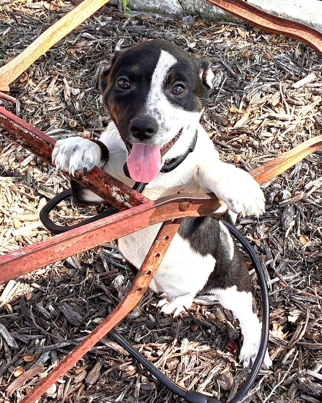 Enlarge FRANK, a Adoptable mixed breed in fort worth, TX image 4/6