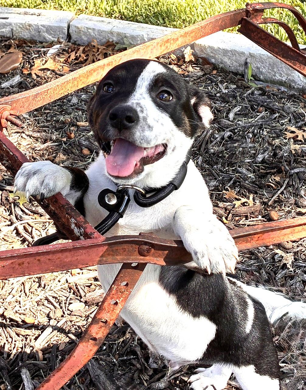 FRANK, Adoptable, Puppy Male Pembroke Welsh Corgi & Australian Cattle Dog / Blue Heeler.