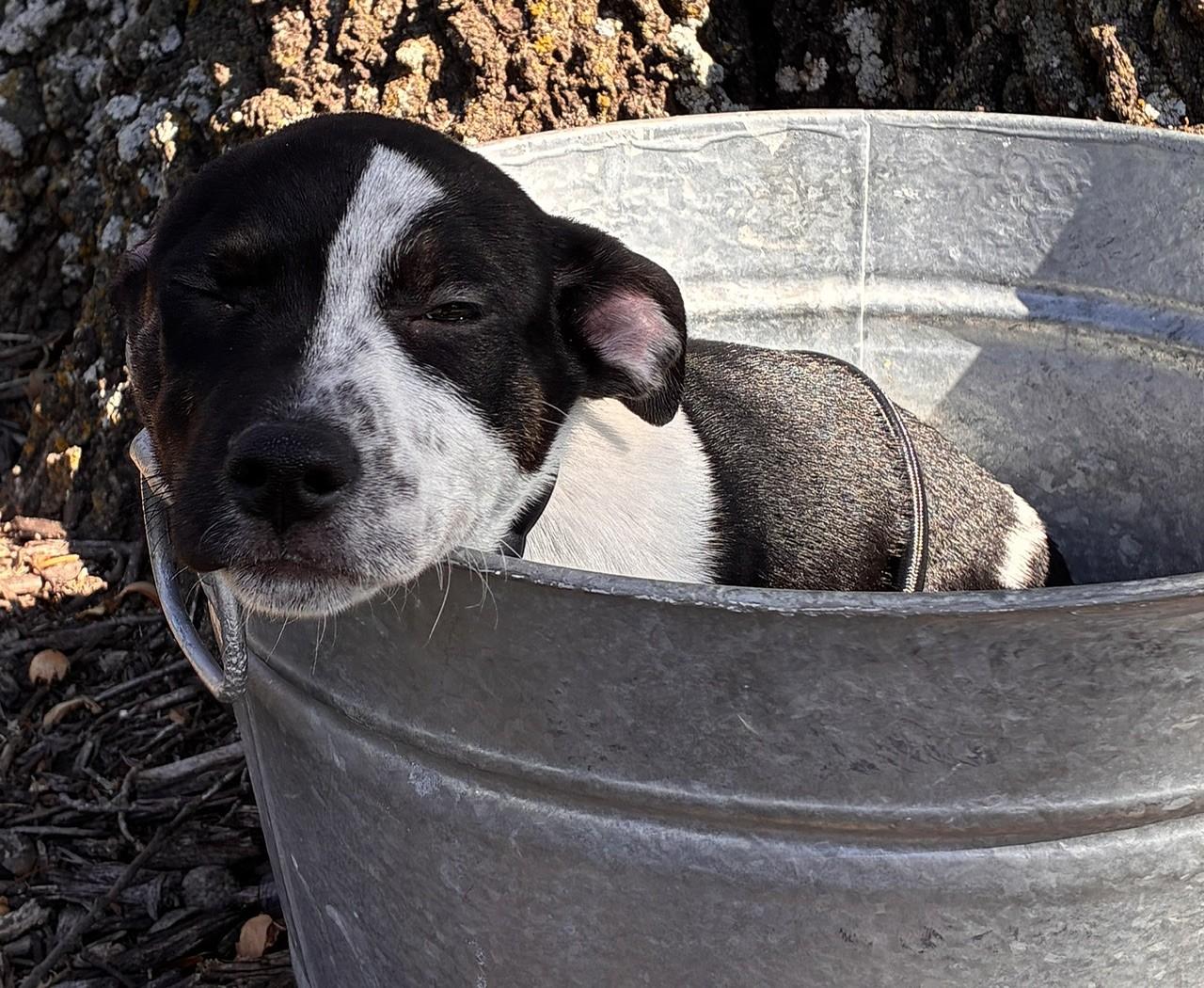 Enlarge FRANK, a Adoptable mixed breed in fort worth, TX image 3/6