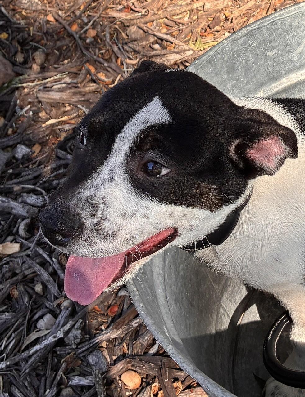Enlarge FRANK, a Adoptable mixed breed in fort worth, TX image 6/6