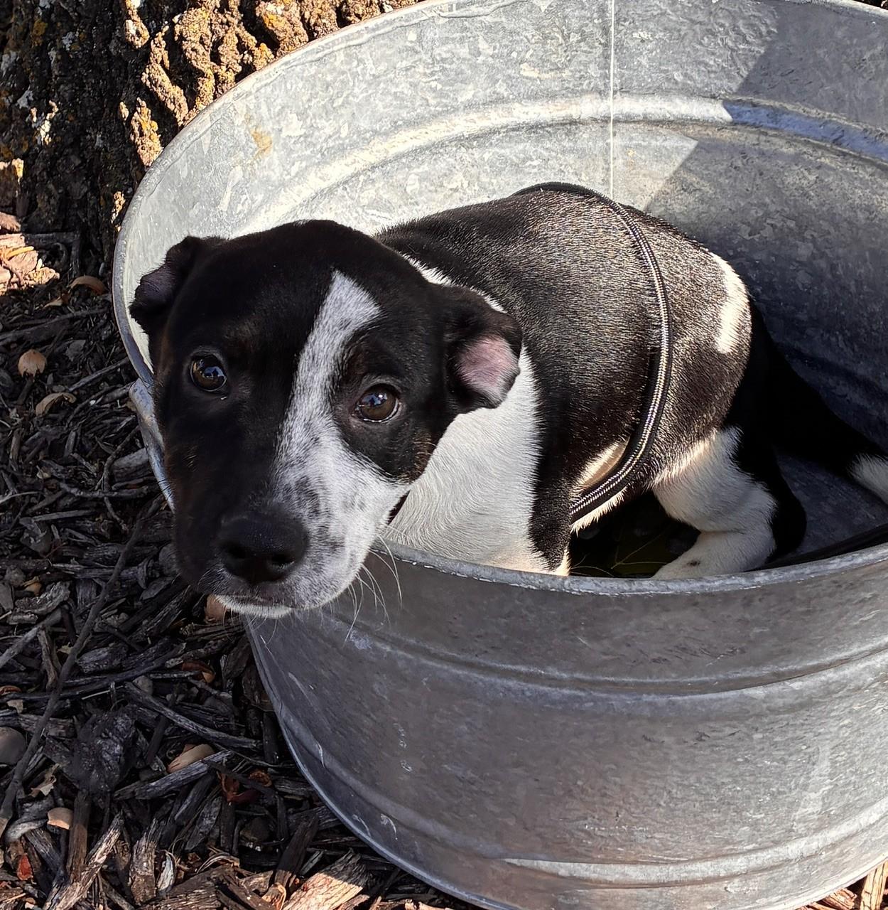 Enlarge FRANK, a Adoptable mixed breed in fort worth, TX image 2/6