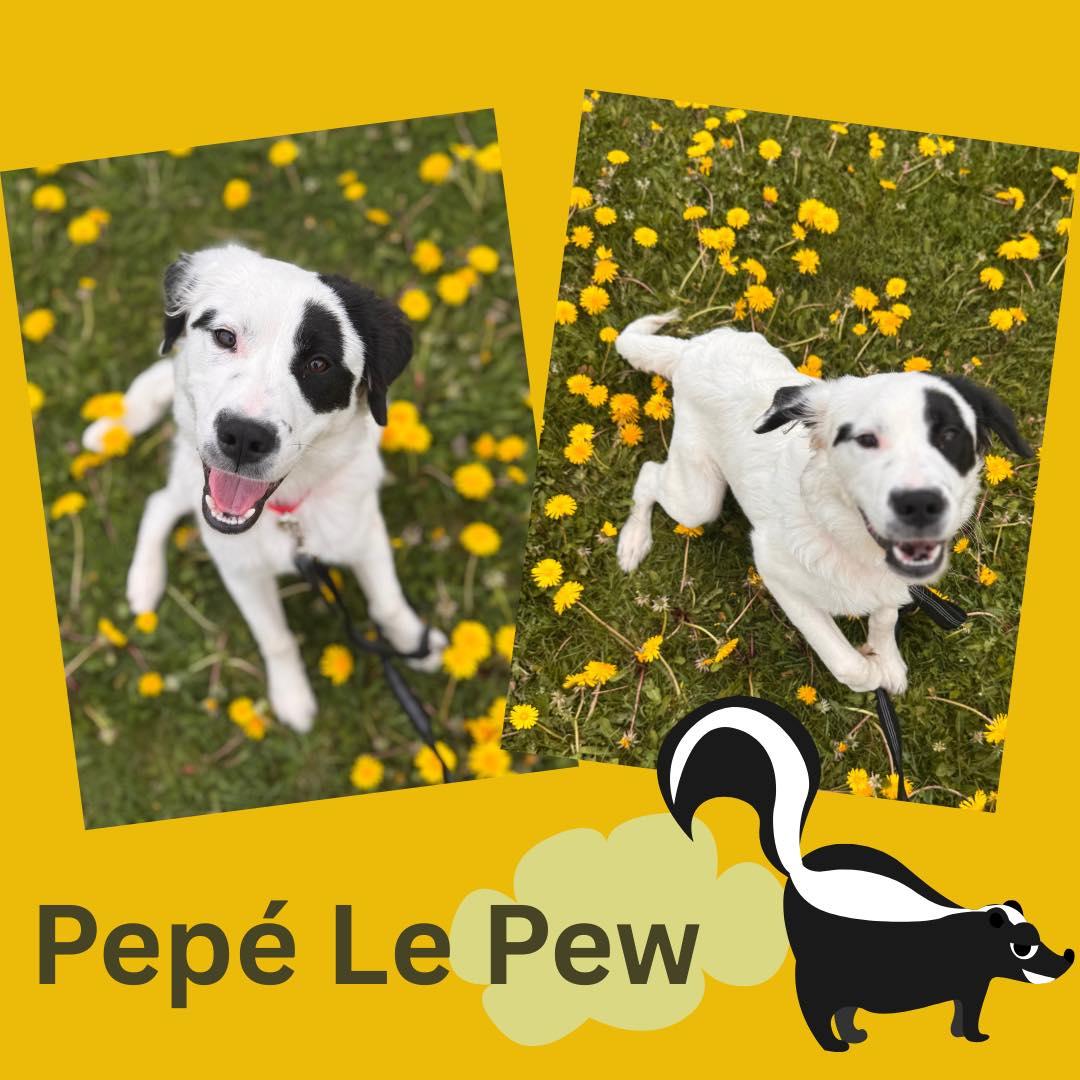 PepeĢ Le Pew, Adopted, Young Male Collie.