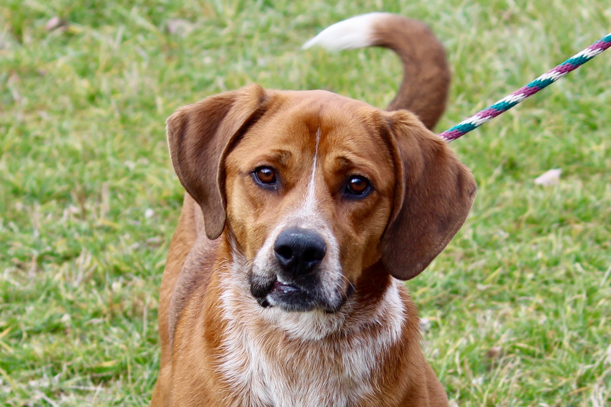 TWAIN, a Adoptable mixed breed in Brazil, IN image 1/8