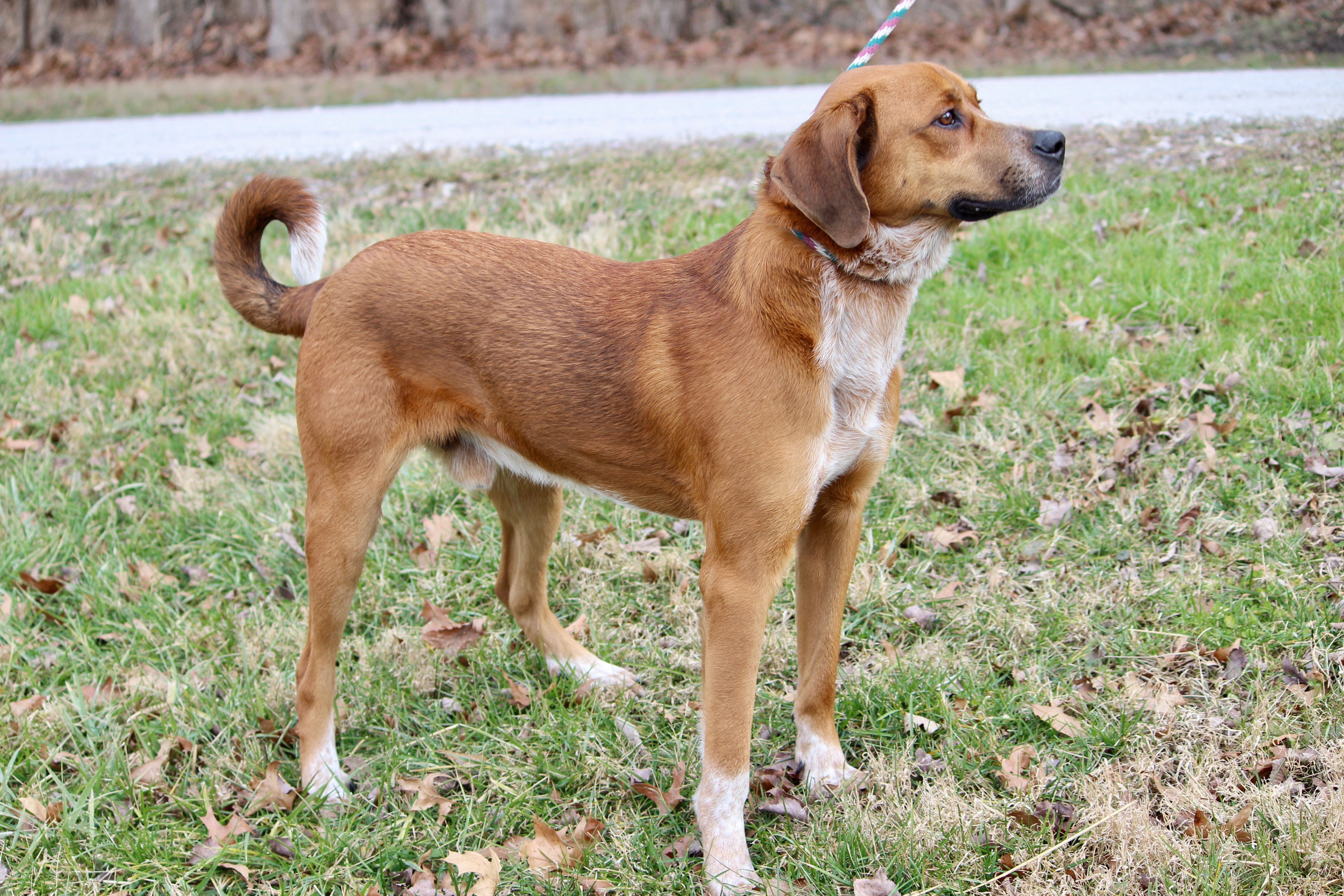 TWAIN, Adoptable, Adult Male Hound.