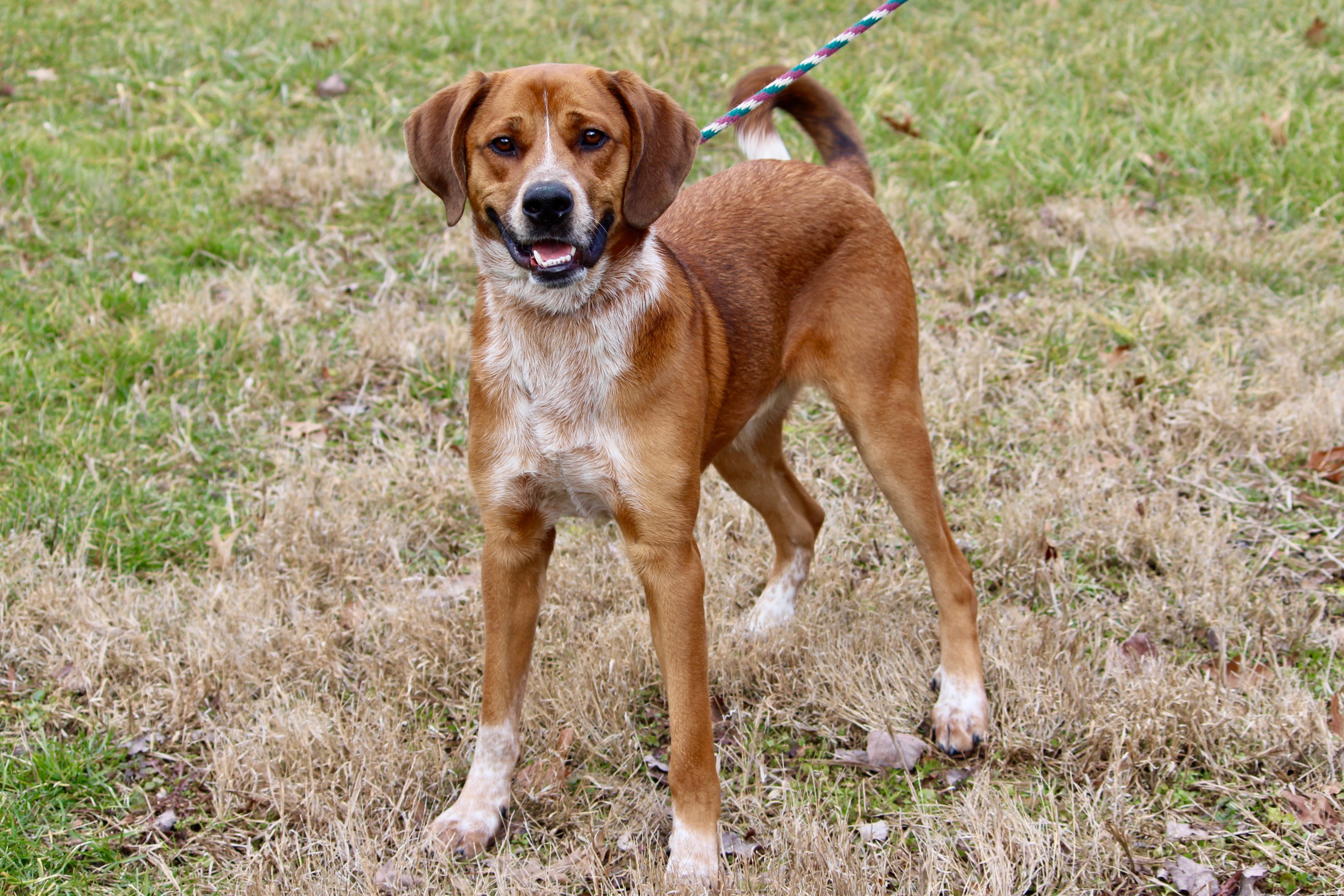 TWAIN, a Adoptable mixed breed in Brazil, IN image 3/8