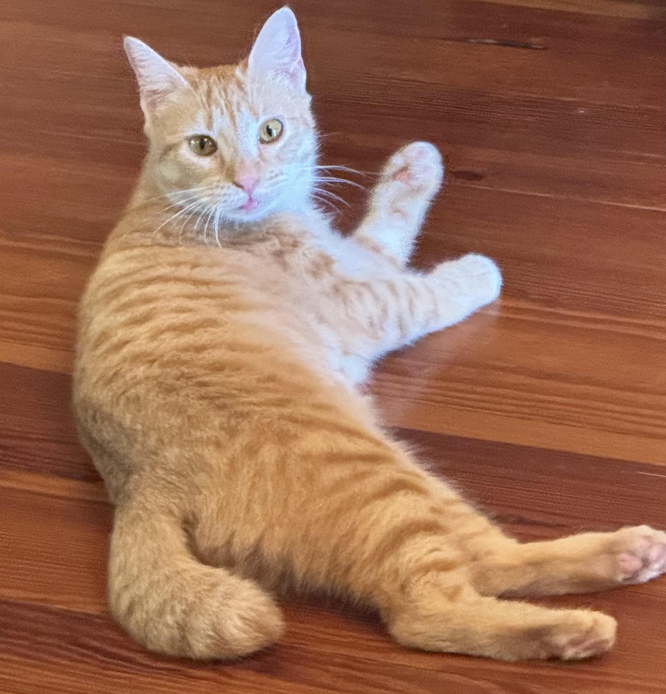 Fancy, ADOPTABLE, Young Female Domestic Short Hair.