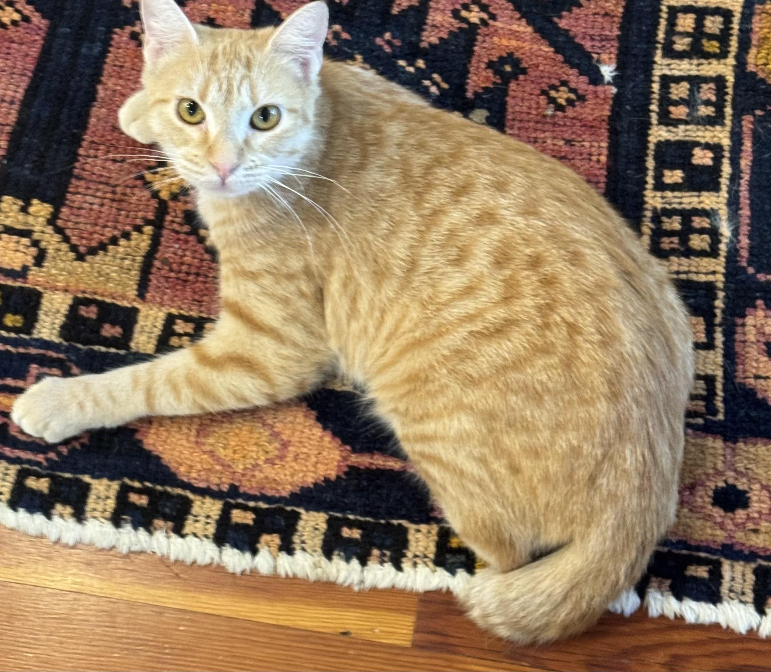 Fancy, a ADOPTABLE mixed breed in Granby, CT image 2/4