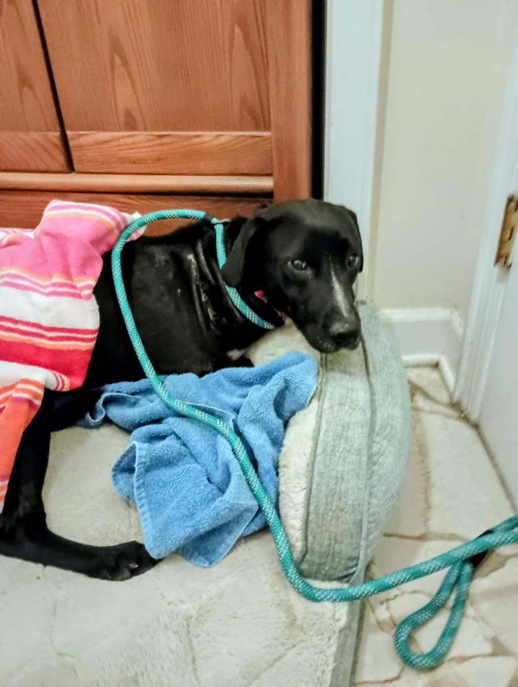 Bailey, Adoptable, Young Female Labrador Retriever.