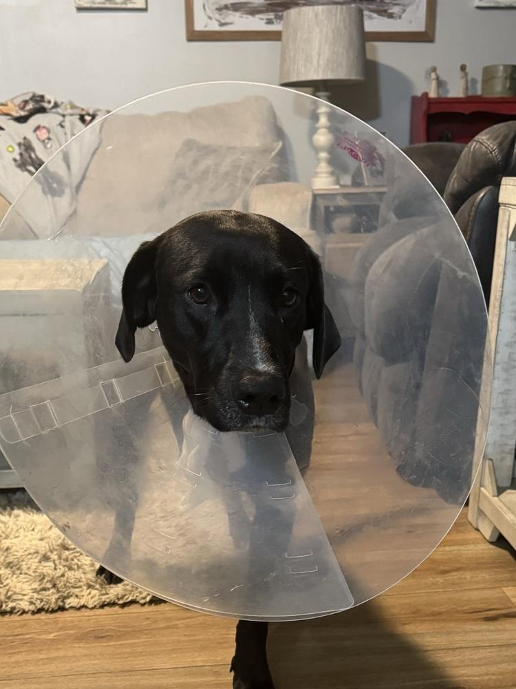 Bailey, a Adoptable mixed breed in Horn Lake, MS image 2/6