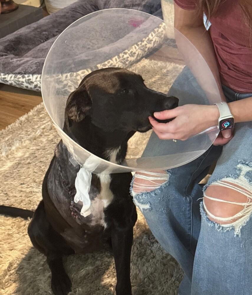 Bailey, a Adoptable mixed breed in Horn Lake, MS image 3/6