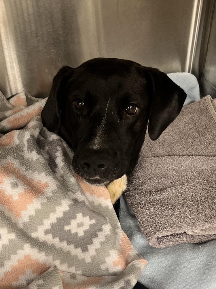 Bailey, a Adoptable mixed breed in Horn Lake, MS image 4/6