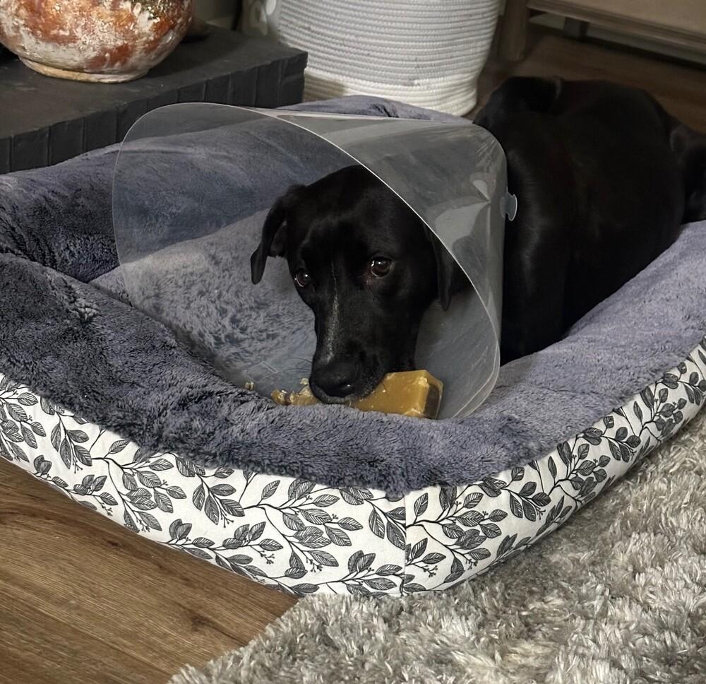 Bailey, Adoptable, Young Female Labrador Retriever.