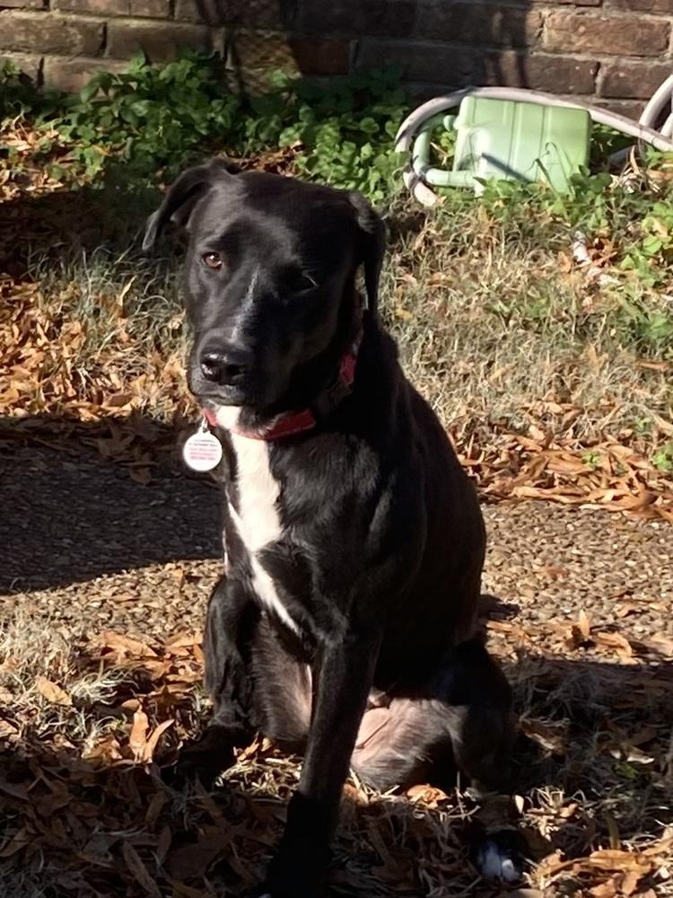 Bailey, a Adoptable mixed breed in Horn Lake, MS image 6/6