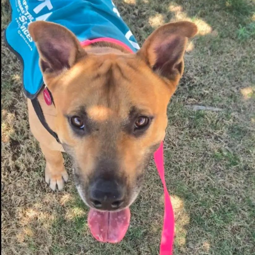 Enlarge Finn, a Adoptable mixed breed in Torrance, CA image 2/3