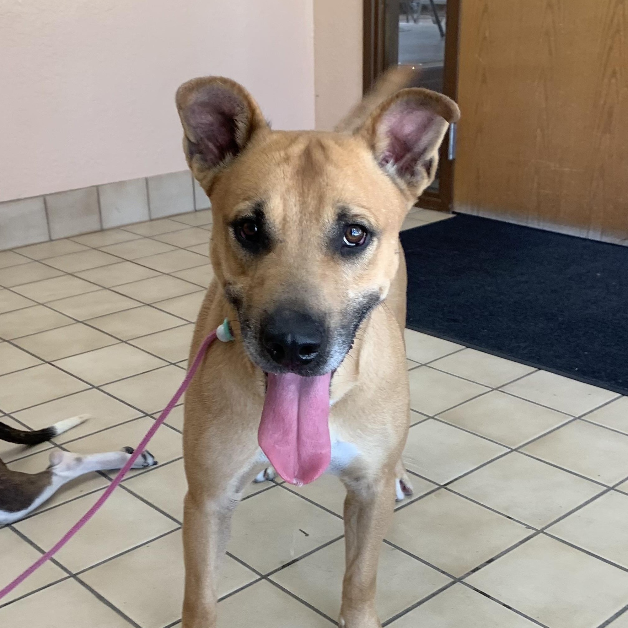 Enlarge Finn, a Adoptable mixed breed in Torrance, CA image 2/4