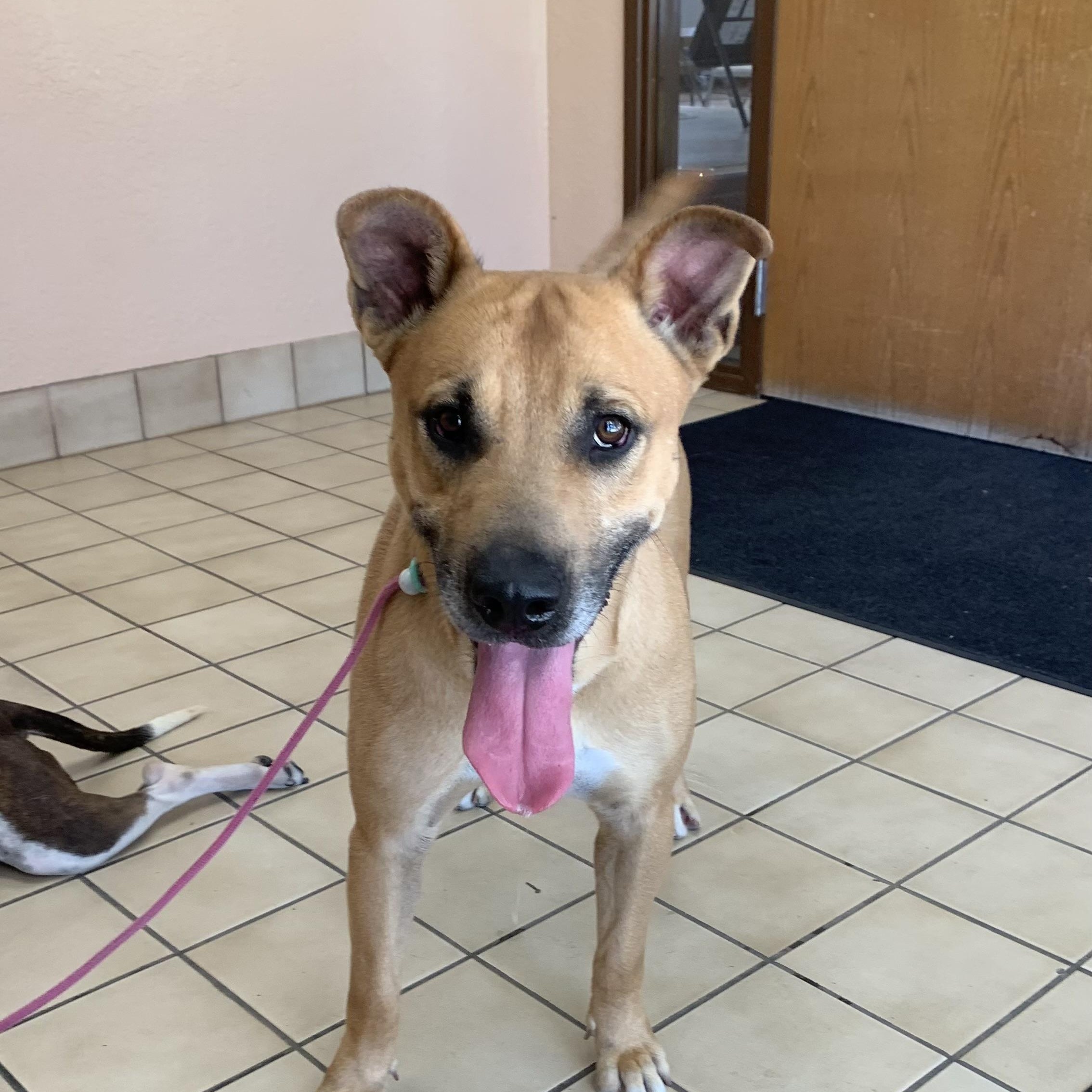 Enlarge Finn, a Adoptable mixed breed in Torrance, CA image 1/3