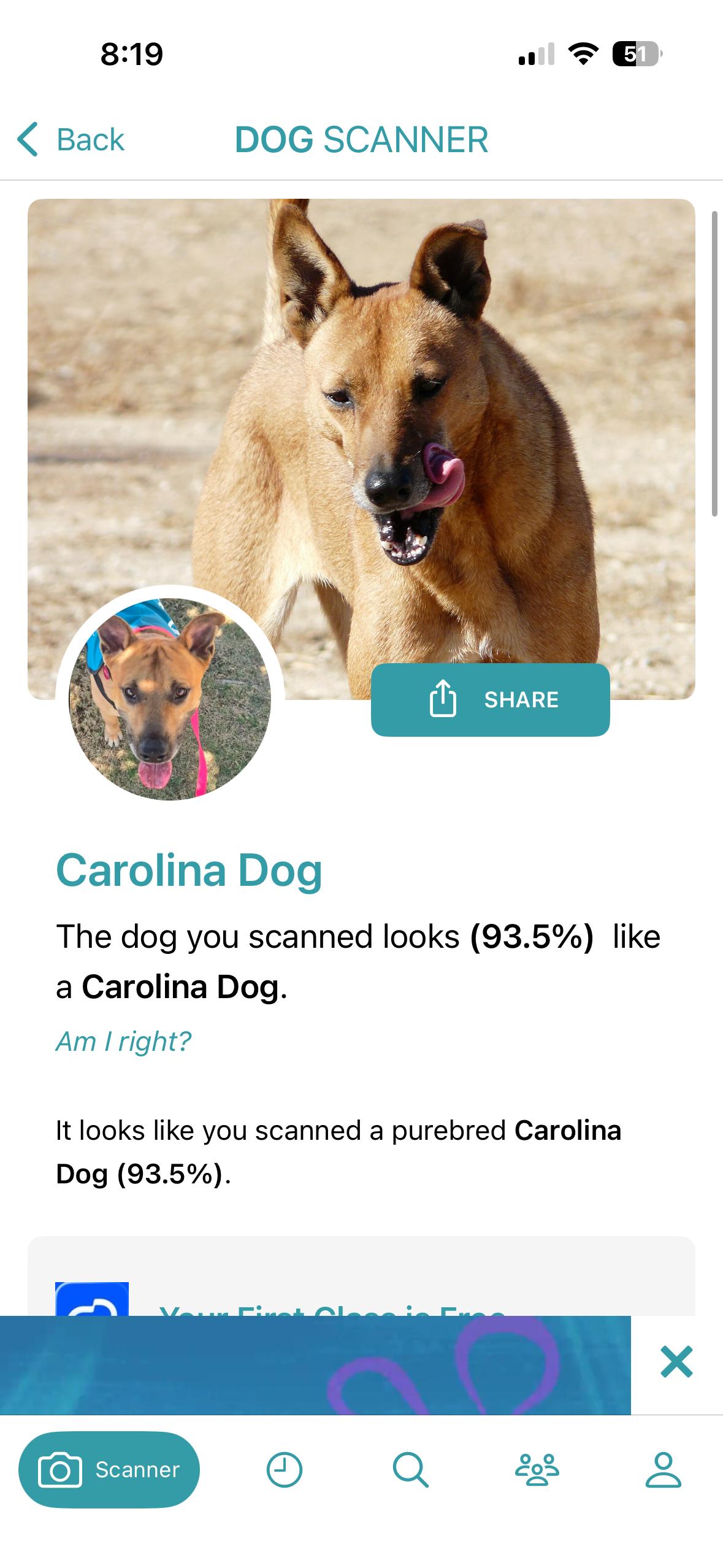 Enlarge Finn, a Adoptable mixed breed in Torrance, CA image 3/3