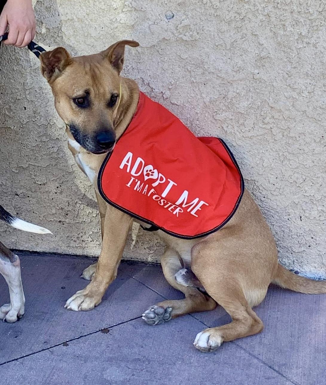 Enlarge Finn, a Adoptable mixed breed in Torrance, CA image 1/4