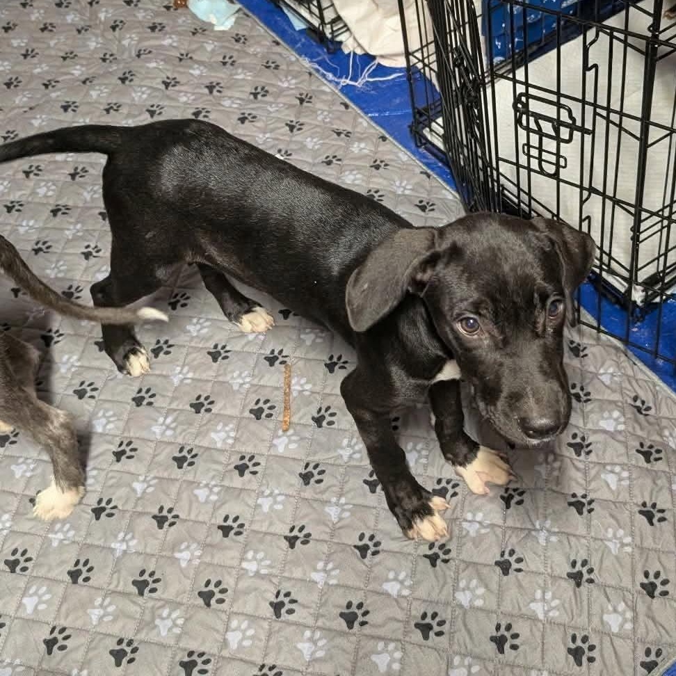 Enlarge Rosie, a Adoptable mixed breed in Yukon, OK image 2/5