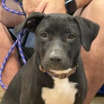 Rosie, Adoptable, Puppy Female Labrador Retriever & Wirehaired Terrier.