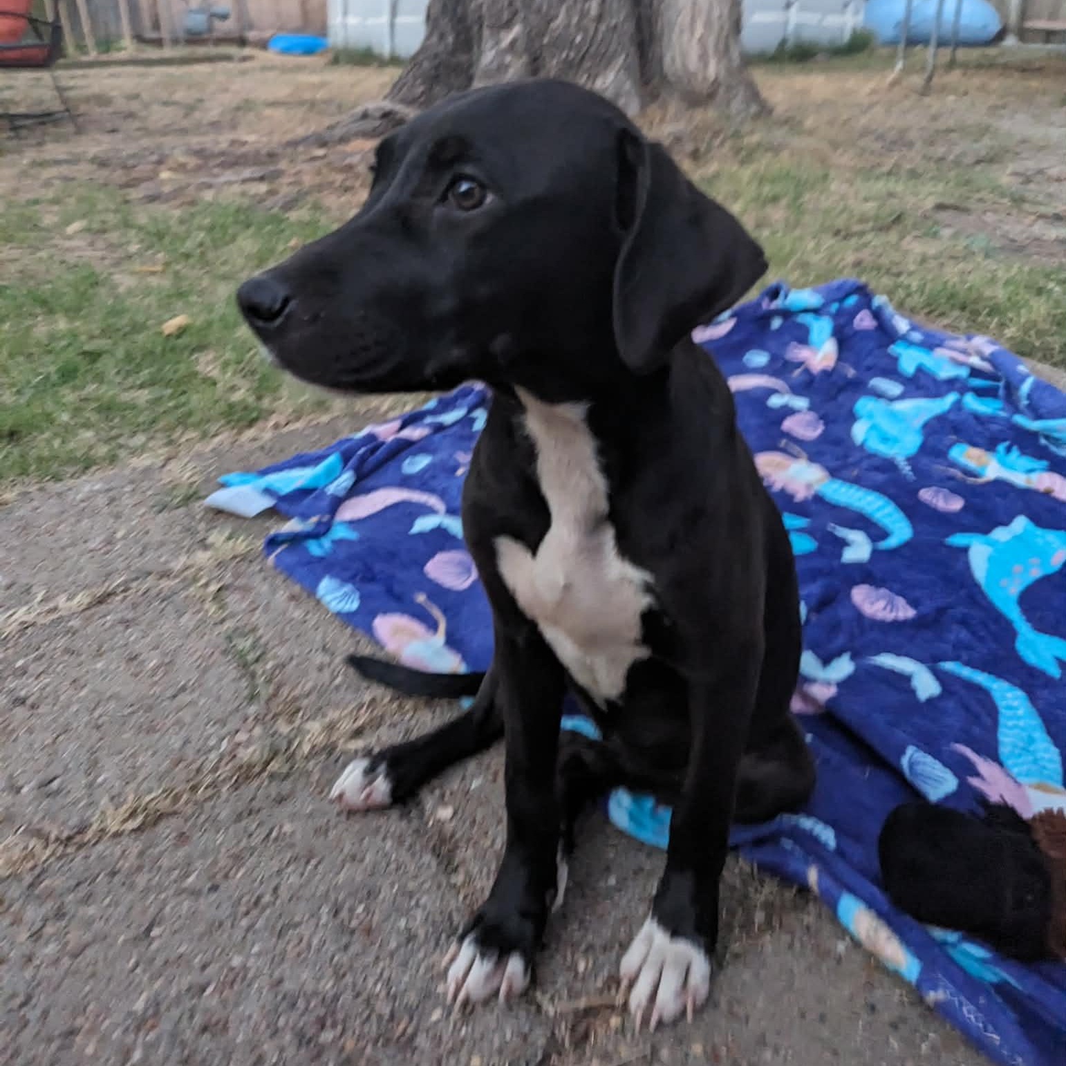 Rosie, Adoptable, Puppy Female Schnauzer & Wirehaired Terrier.