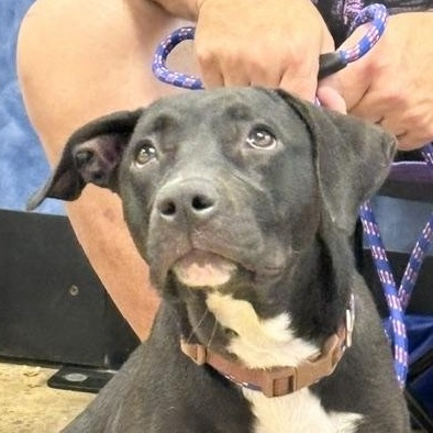 Enlarge Rosie, a Adoptable mixed breed in Yukon, OK image 2/6