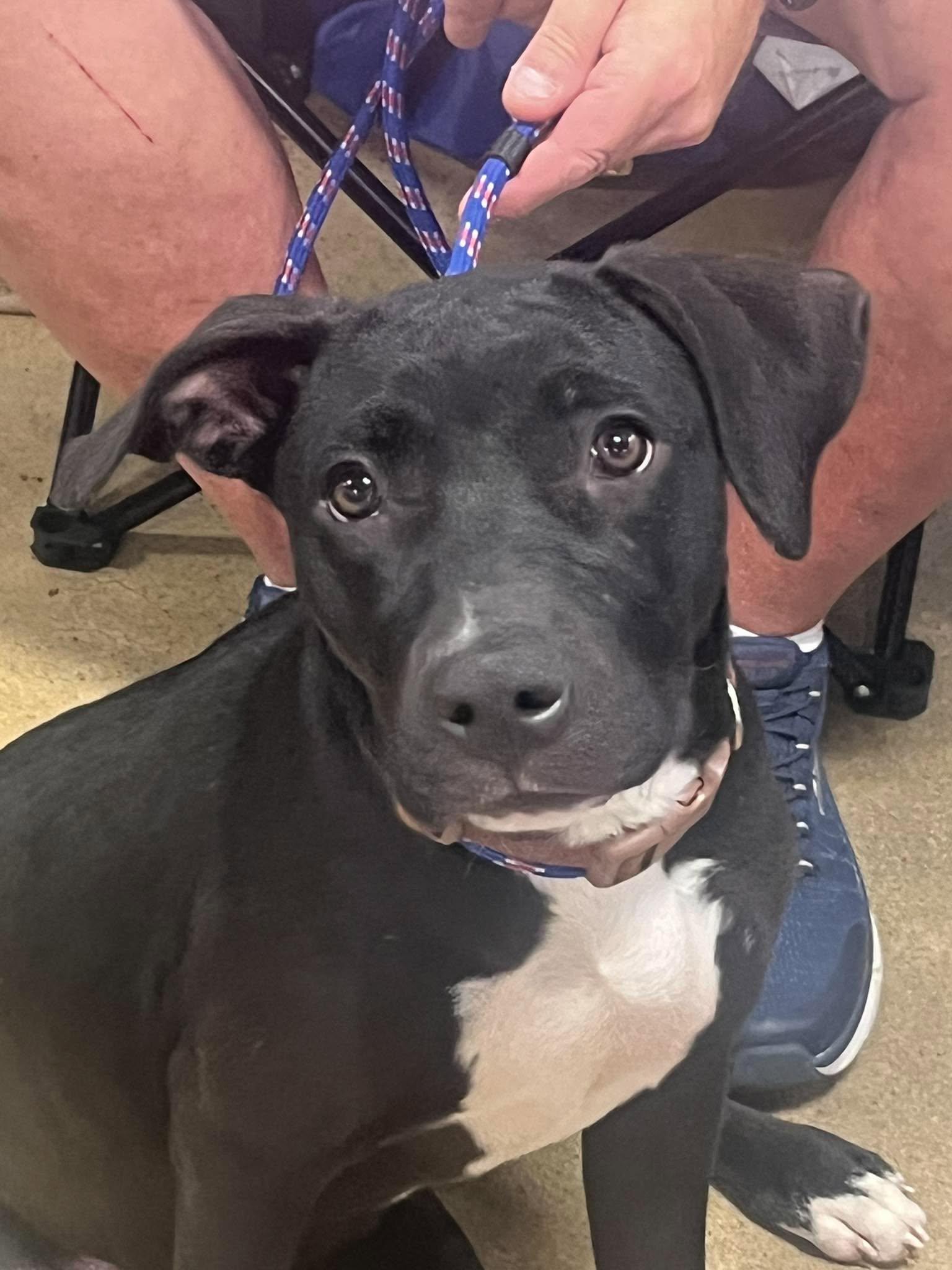 Enlarge Rosie, a Adoptable mixed breed in Yukon, OK image 3/6
