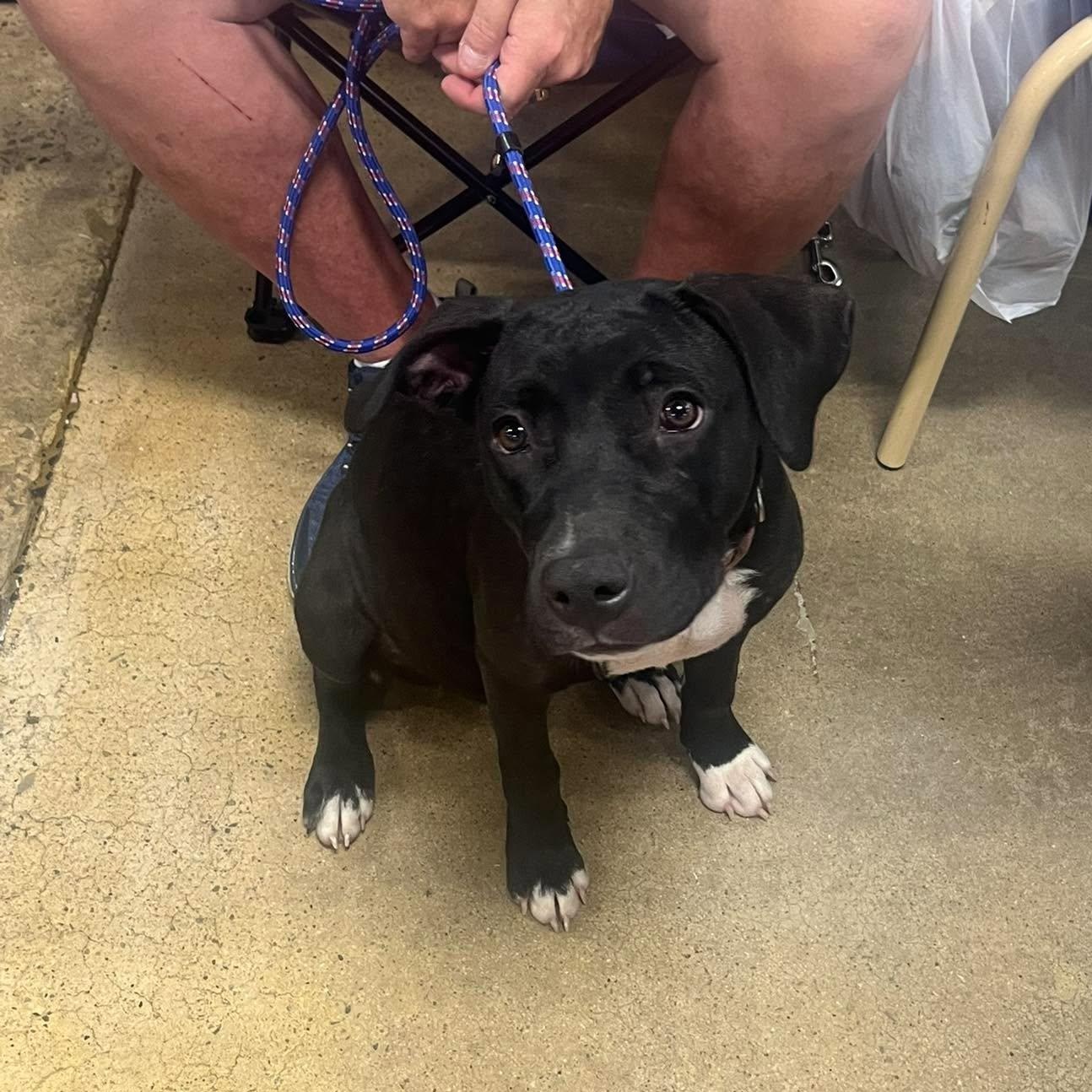 Enlarge Rosie, a Adoptable mixed breed in Yukon, OK image 5/6