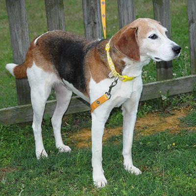 Kimber, Adoptable, Senior Female Hound.