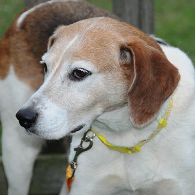 Kimber, a Adoptable mixed breed in Lake Wylie, SC image 5/6