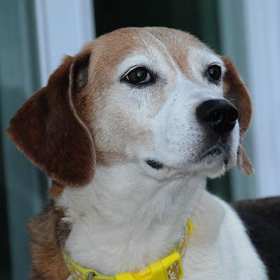 Kimber, a Adoptable mixed breed in Lake Wylie, SC image 2/6