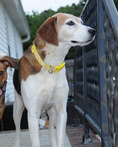 Kimber, a Adoptable mixed breed in Lake Wylie, SC image 3/6