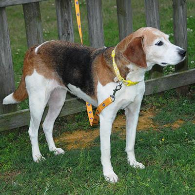 Kimber, a Adoptable mixed breed in Lake Wylie, SC image 6/6