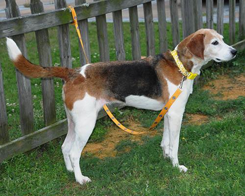 Kimber, a Adoptable mixed breed in Lake Wylie, SC image 4/6