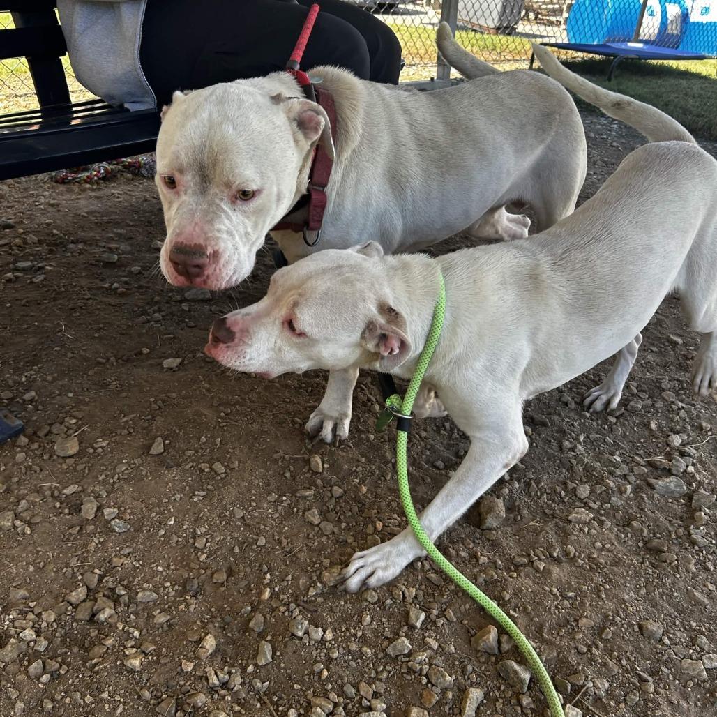 Allara, Adoptable, Adult Female Mixed Breed.