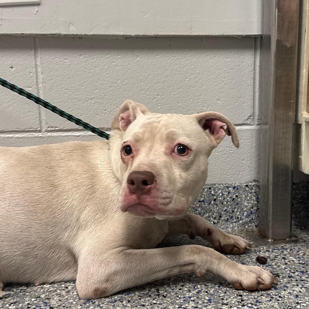 Enlarge Allara, a Adoptable Mixed Breed in Greenville, SC image 2/6
