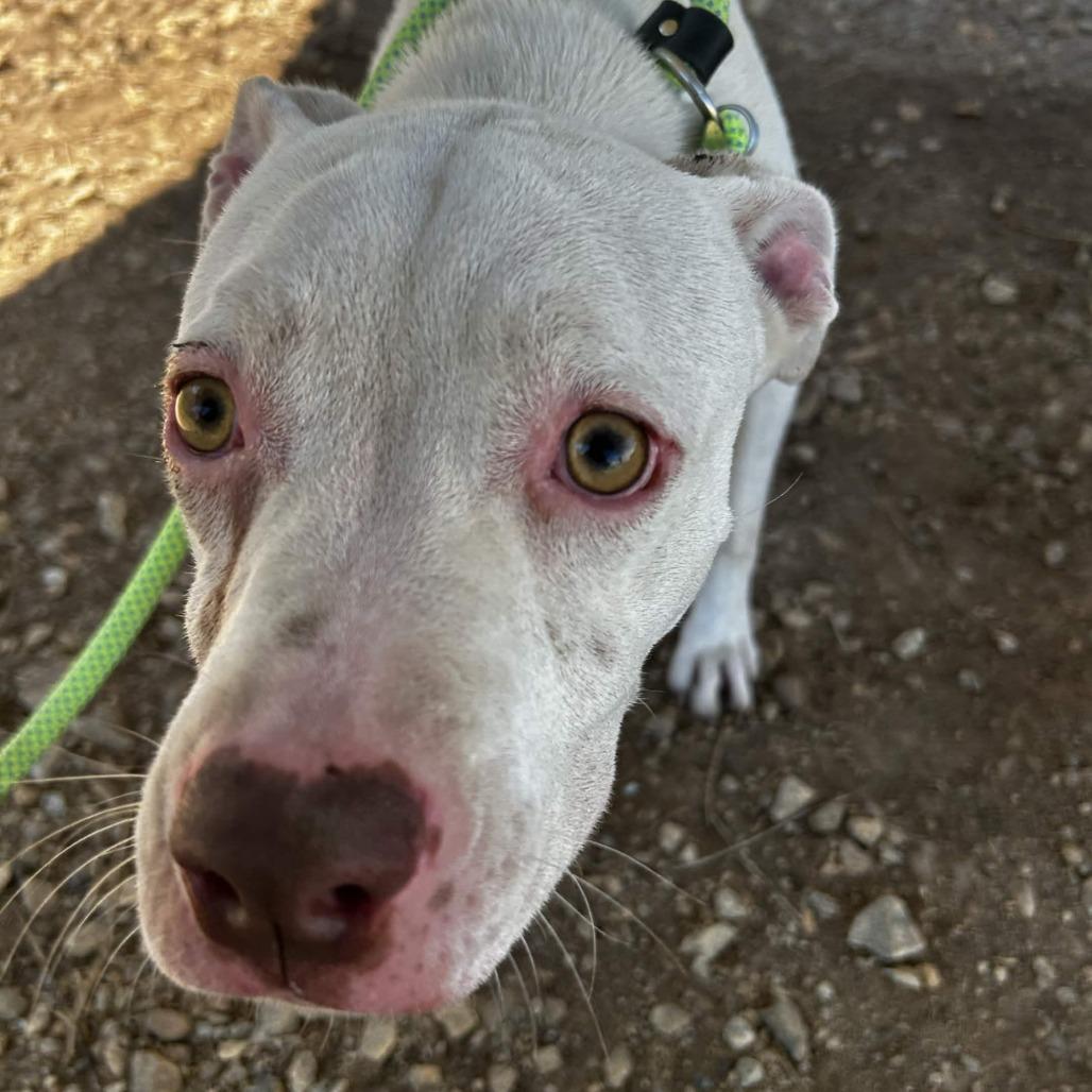 Enlarge Allara, a Adoptable Mixed Breed in Greenville, SC image 3/6