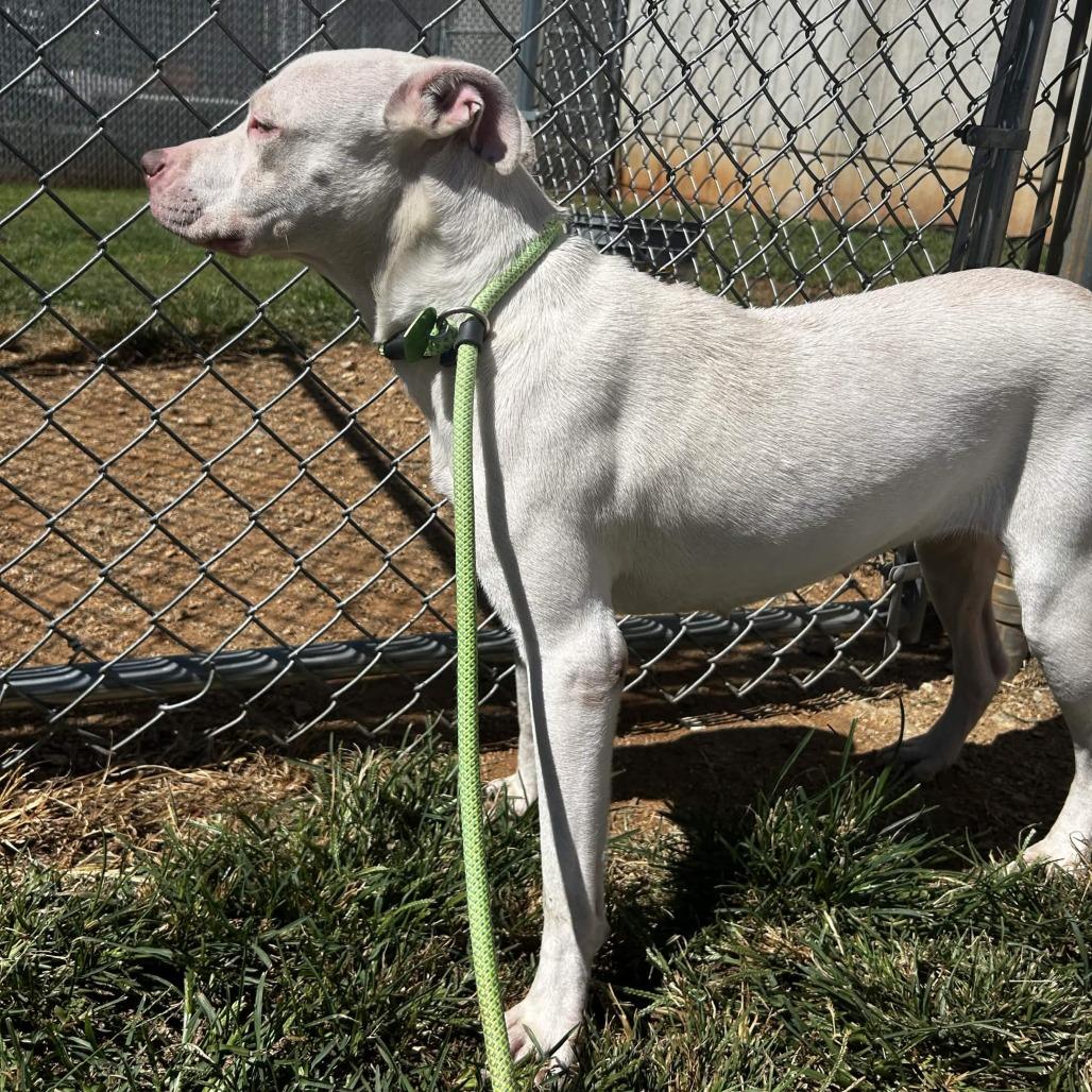 Enlarge Allara, a Adoptable Mixed Breed in Greenville, SC image 4/6