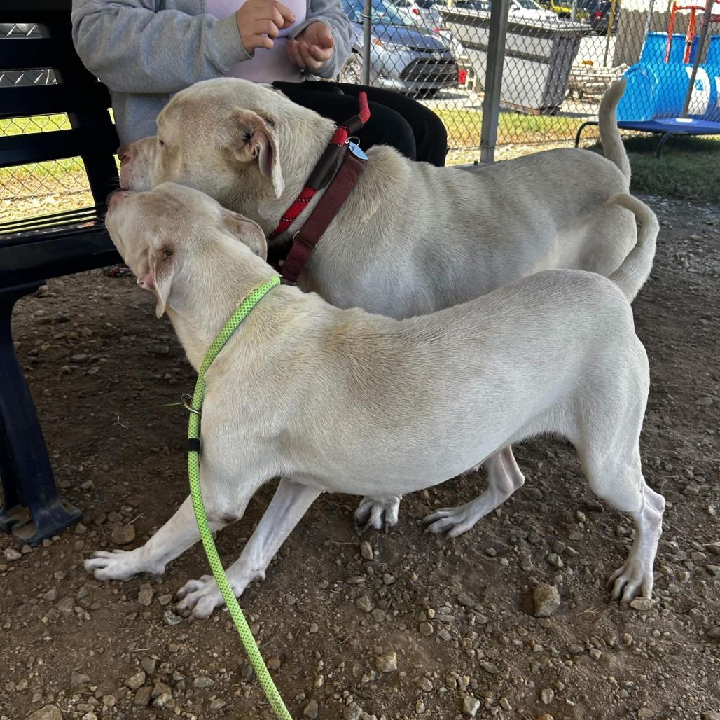 Enlarge Allara, a Adoptable Mixed Breed in Greenville, SC image 5/6