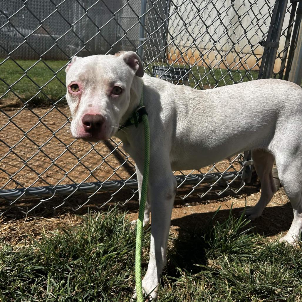 Enlarge Allara, a Adoptable Mixed Breed in Greenville, SC image 6/6
