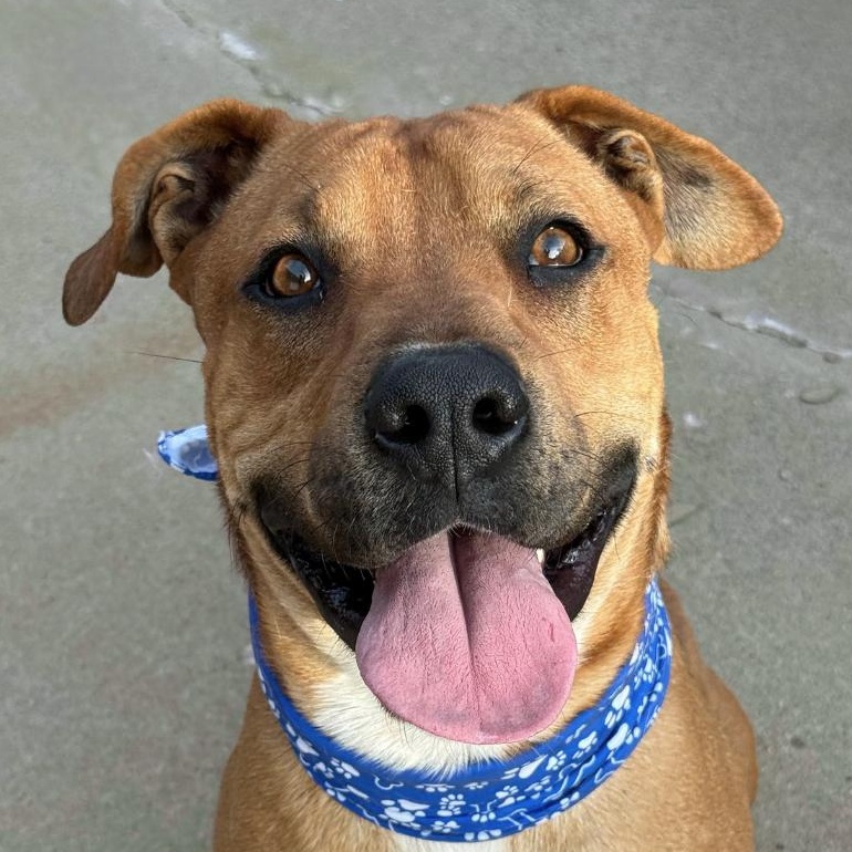 Enlarge BRODY, a Adoptable mixed breed in Philadelphia, PA image 2/6