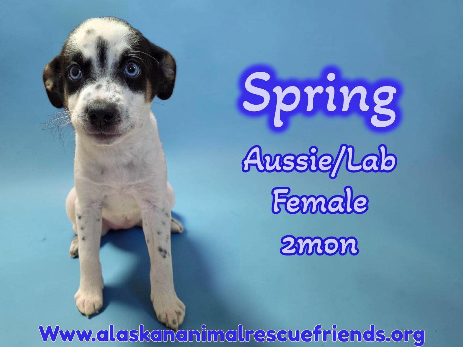 Enlarge Spring, a Adoptable mixed breed in Anchorage, AK image 1/1