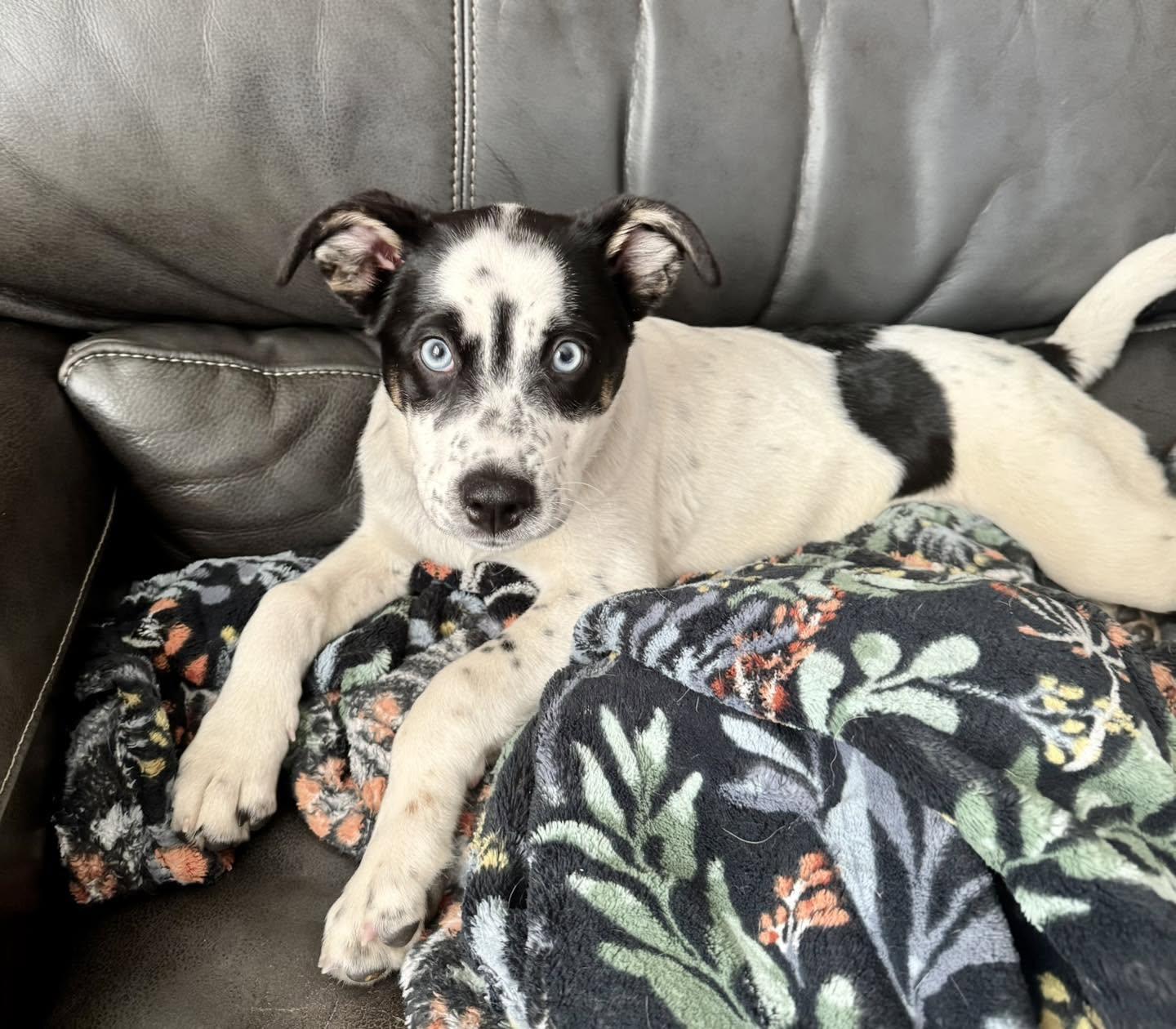 Enlarge Spring, a Adoptable mixed breed in Anchorage, AK image 1/3