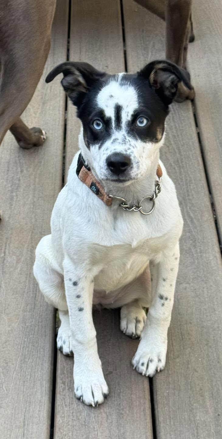 Enlarge Spring, a Adoptable mixed breed in Anchorage, AK image 2/3