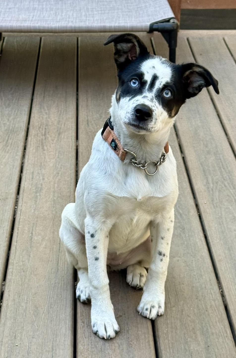 Enlarge Spring, a Adoptable mixed breed in Anchorage, AK image 3/3