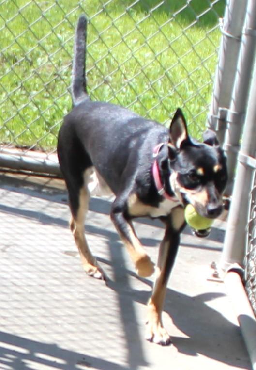 Sushi, an adoptable Rat Terrier in Huron, SD, 57350 | Photo Image 1