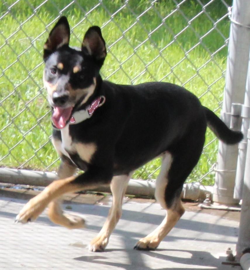 Sushi, an adoptable Rat Terrier in Huron, SD, 57350 | Photo Image 4