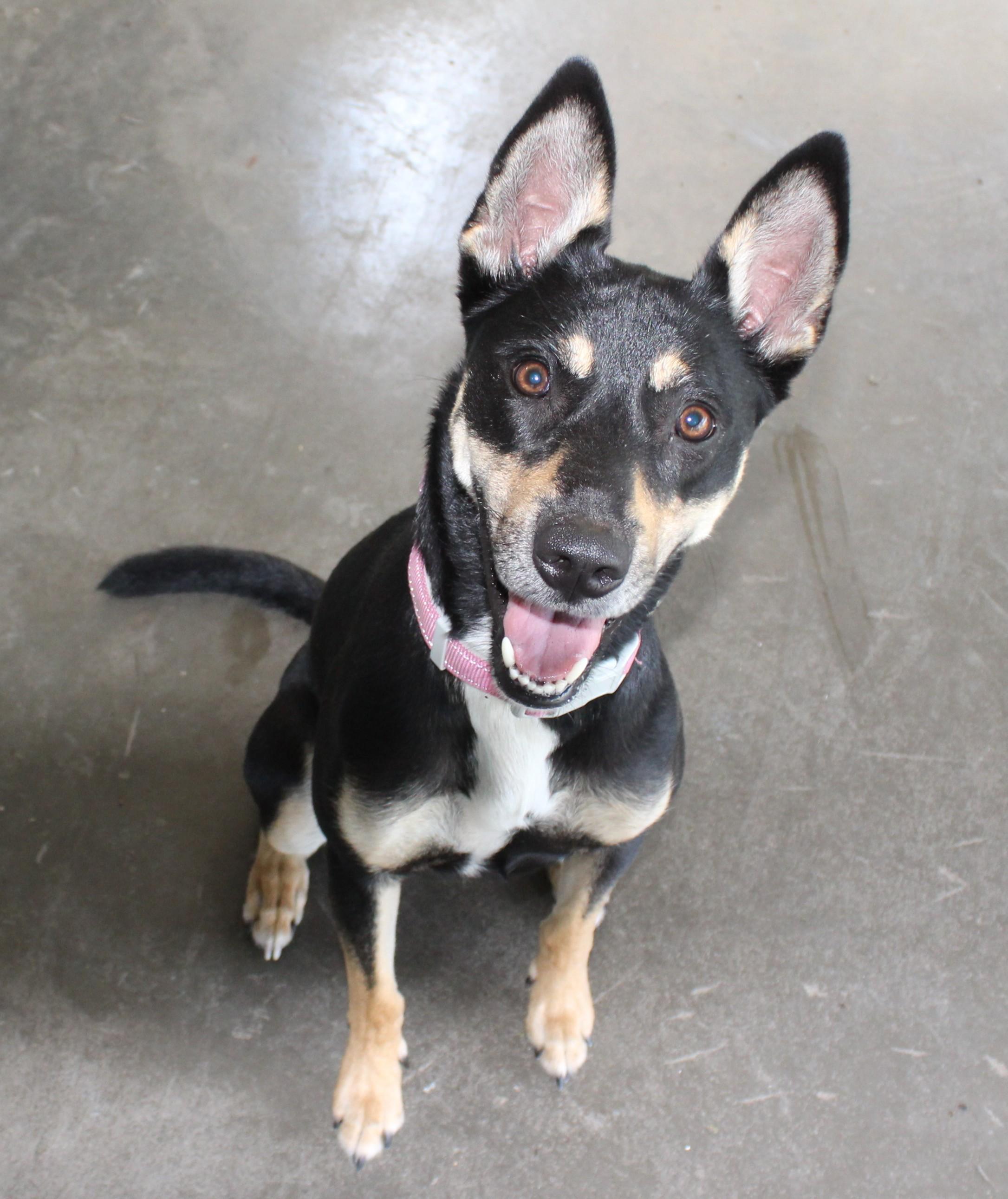 Sushi, an adoptable Rat Terrier in Huron, SD, 57350 | Photo Image 5