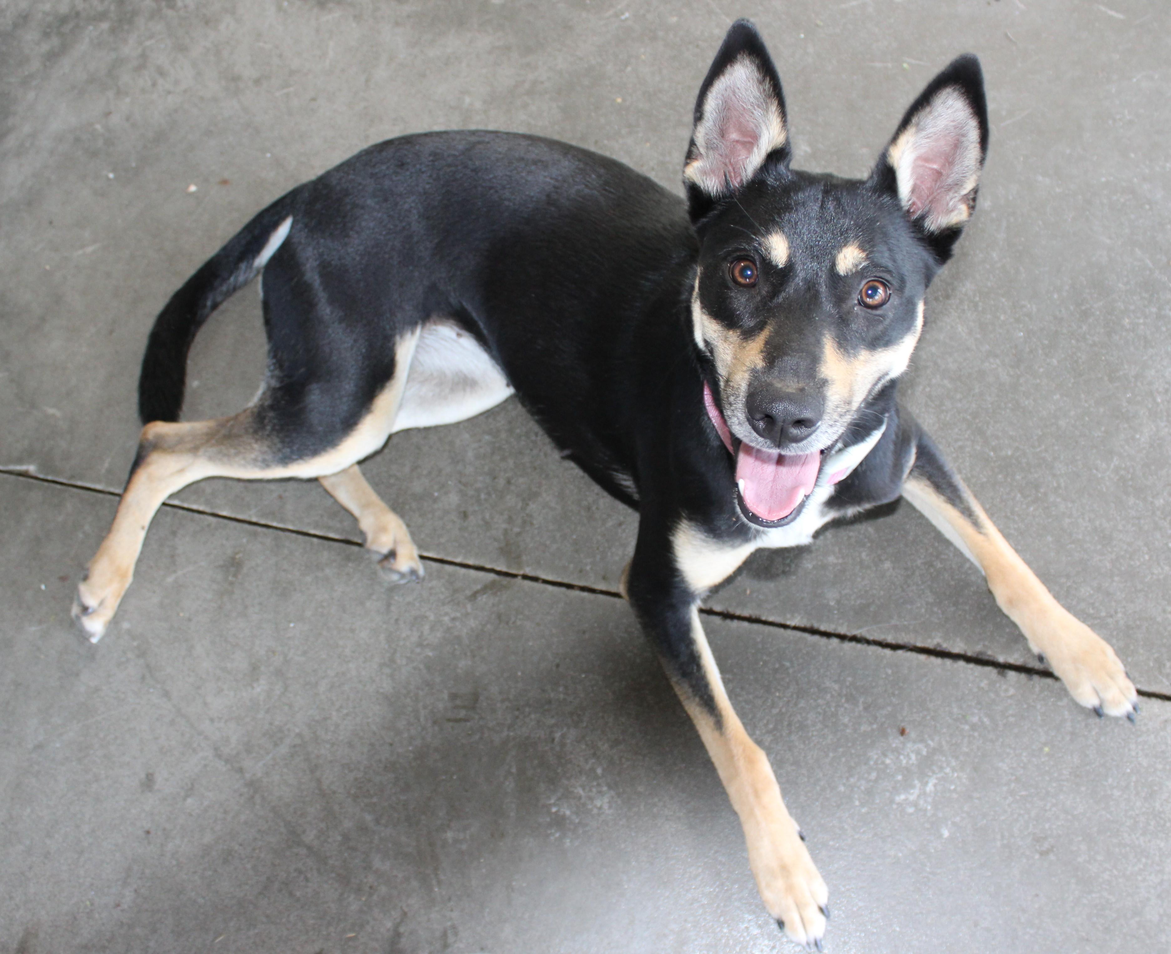 Sushi, an adoptable Rat Terrier in Huron, SD, 57350 | Photo Image 3