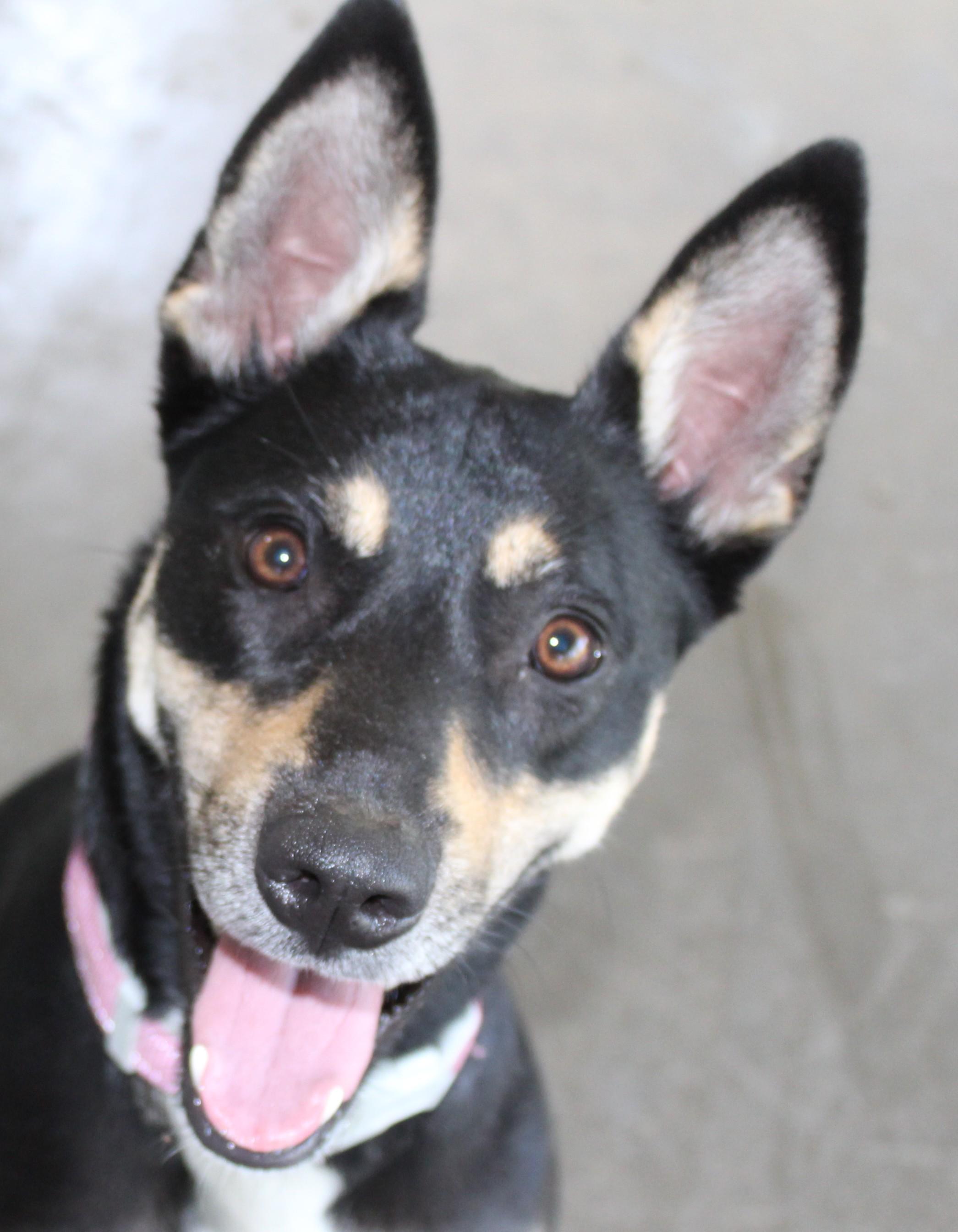 Sushi, an adoptable Rat Terrier in Huron, SD, 57350 | Photo Image 2